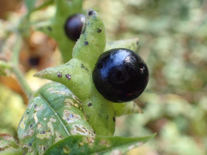 <i>Atropa belladonna</i> L.