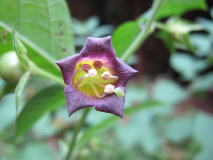 <i>Atropa belladonna</i> L.