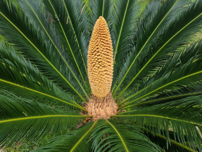 <i>Cycas revoluta </i>