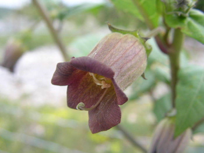 <i>Atropa belladonna</i> L.