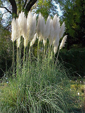 290px-Cortaderia_selloana0