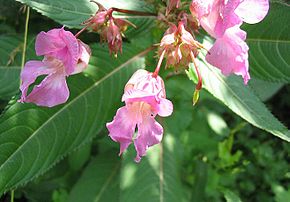 290px-Impatiens_glandulifera_001