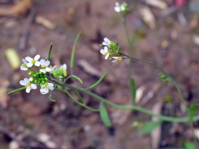 <i>Arabidopsis thaliana </i>(L.) Heynh.