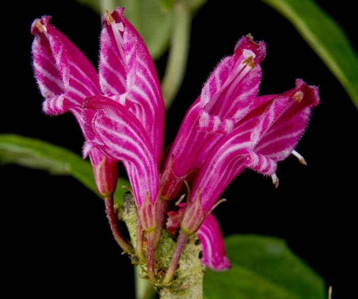 Cyrtandra-vittata-nouveau-membre-de-la-famille-des-violettes-africaines-découvert-en-2019.-−-Lynsey-Wilson-Royal-Botanic-Gardens-Edinburgh