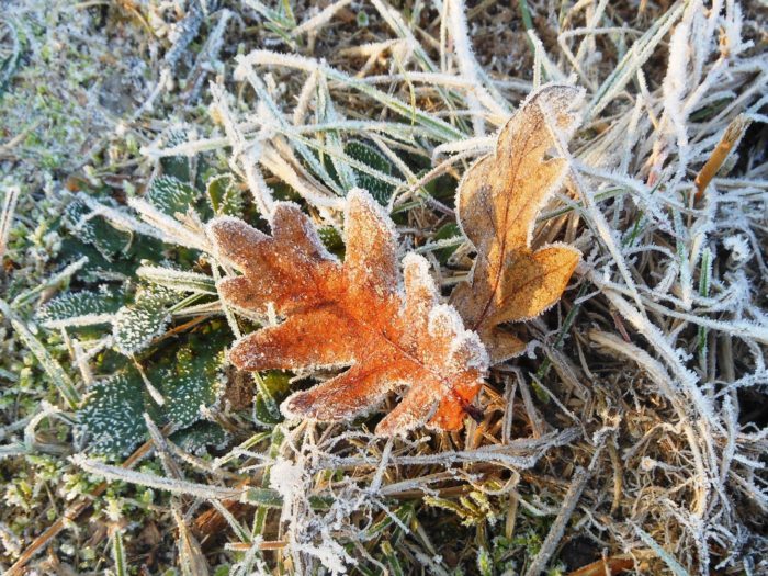 <i>Quercus pubescens</i> Willd.