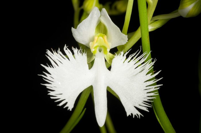 <i>Pecteilis radiata</i>