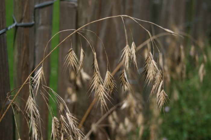 Bromus bromoideus