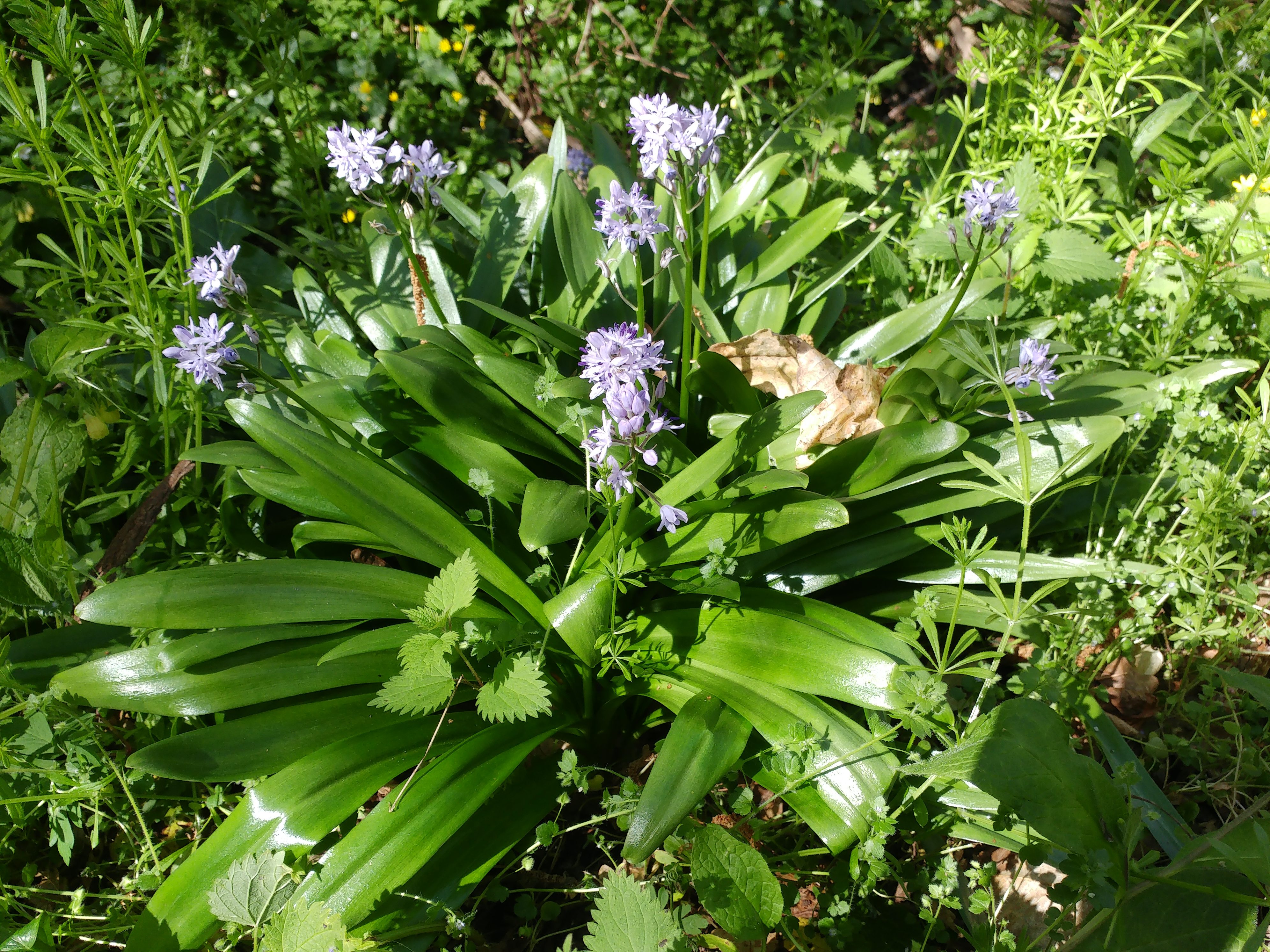 Les fleurs des sous-bois au printemps – Tela Botanica