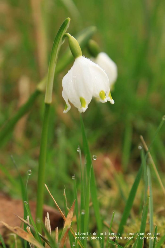 leucojum_vernum