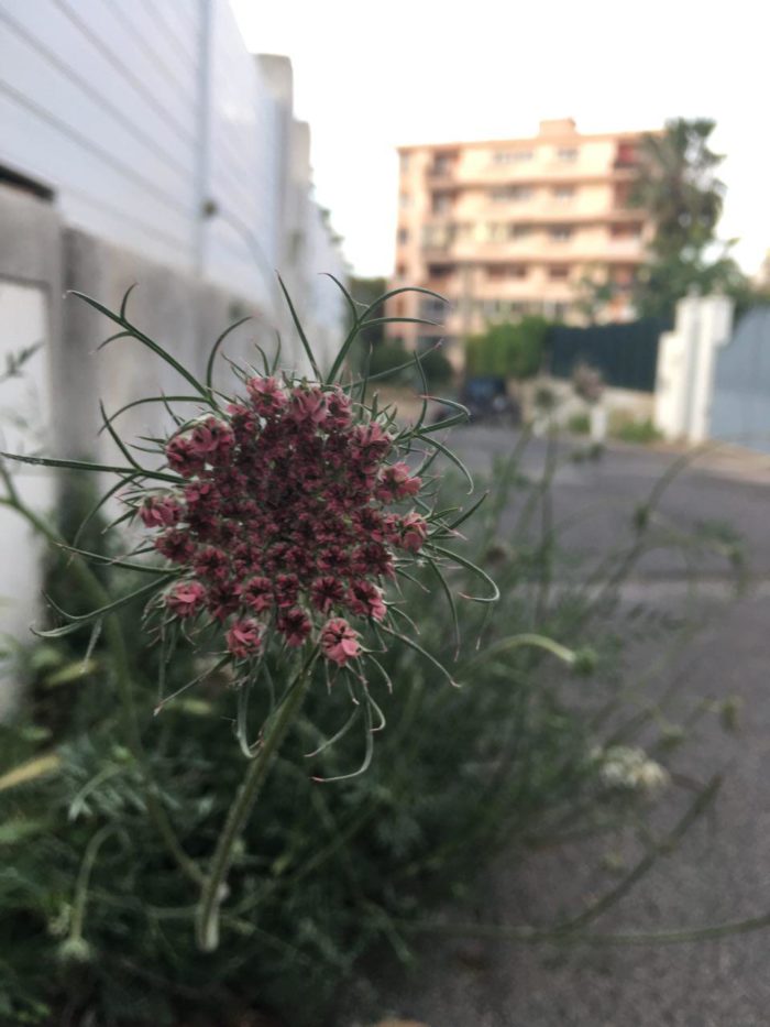 Daucus carota (Carotte sauvage) en milieu urbain