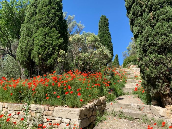 Ouverture du sentier botanique paré de ses coquelicots