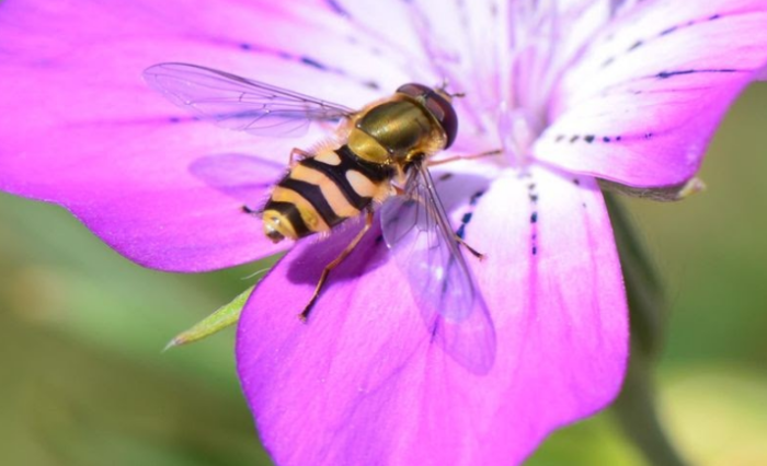 Syrphus sur Nielle par François68 - Observateur Spipoll. Collection : https://www.spipoll.org/spipoll/participation/focus/2689