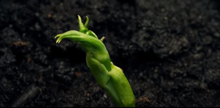 Time-lapse sur la croissance de plantes - NetKulture
