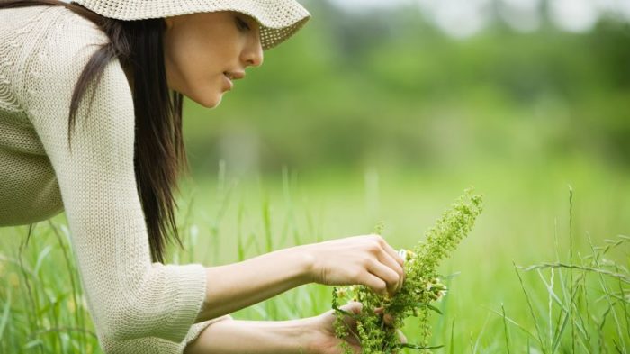 Mon Baptême Sauvage, un stage pour débuter la cueillette de plantes sauvages médicinales et comestibles