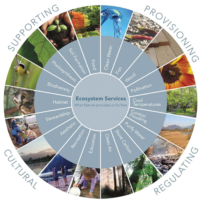 The-Millennium-Ecosystem-Assessment-MEA-organizes-ecosystem-services-into-four-broad