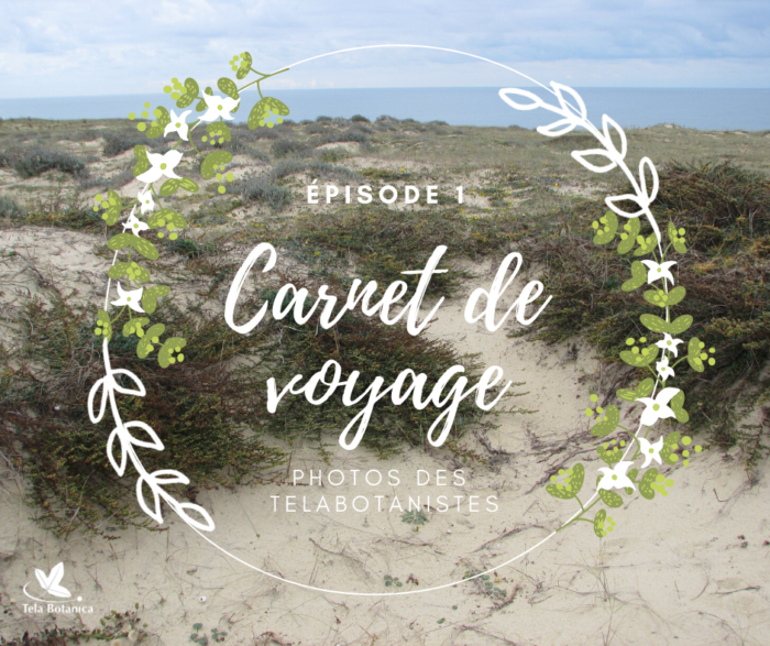 Carnet de voyage 1 - Les landes