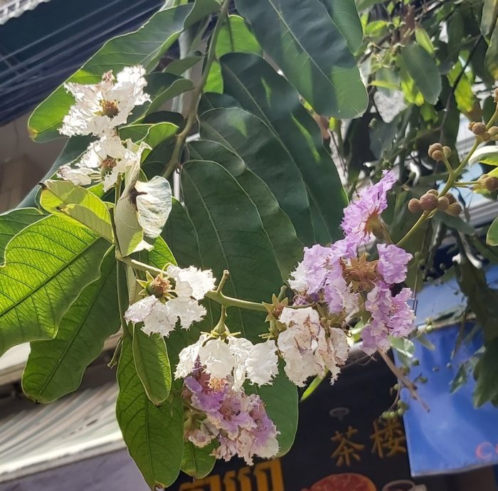 Cambodge : Le lilas des Indes, une plante aux multiples bienfaits – Tela  Botanica