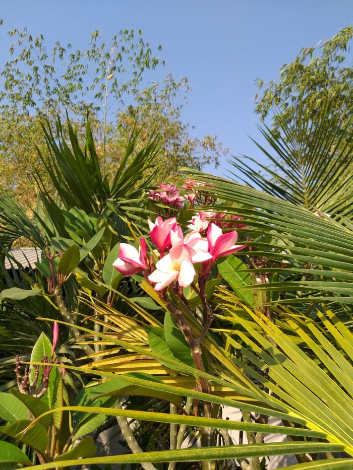 Au Cambodge, les frangipaniers sont en fleurs – Tela Botanica