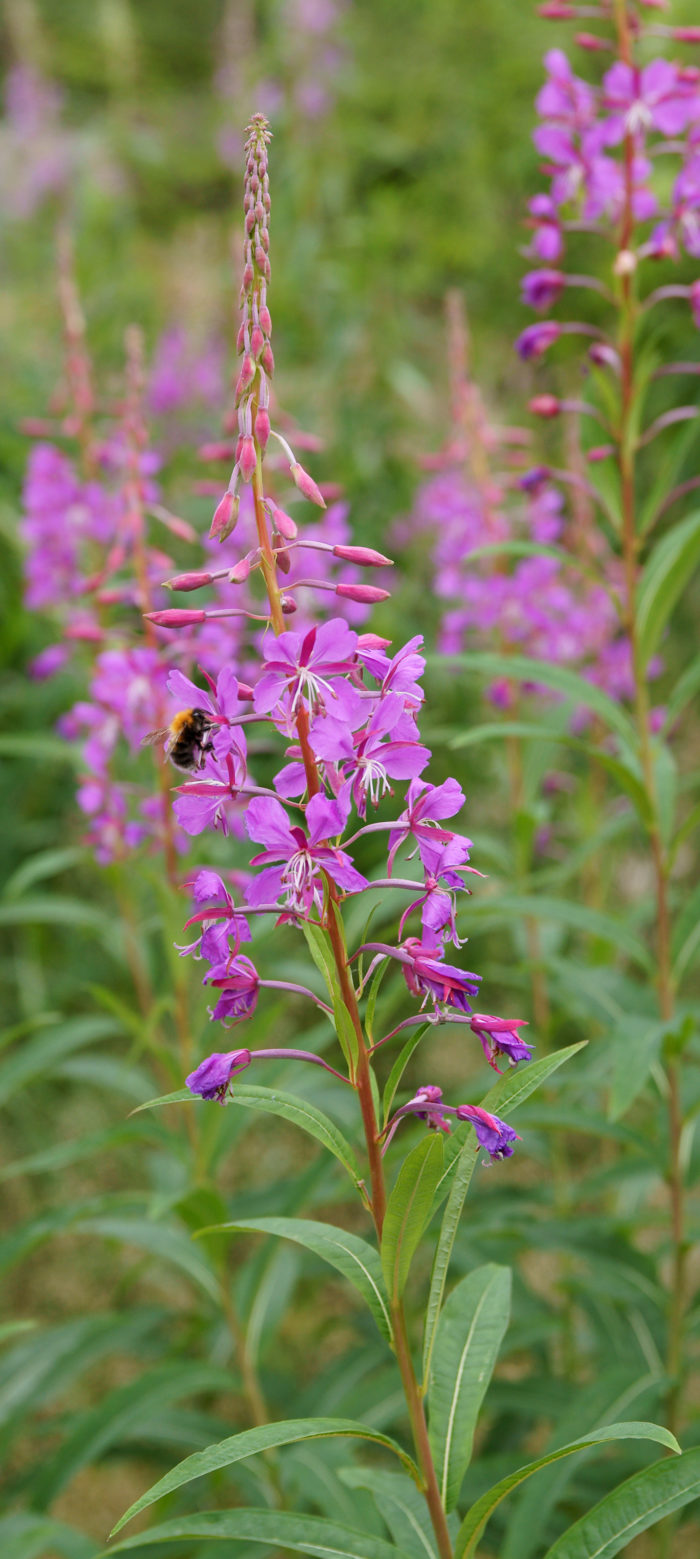 Chamaenerion angustifolium