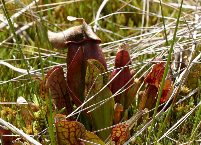 Sarracenia purpurea L. par Thierry Pernot