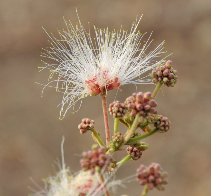 Albizia chevalieri Harms (apd) par Melis ANTONINO