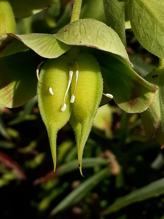 Helleborus foetidus L. par Valérie Meremans