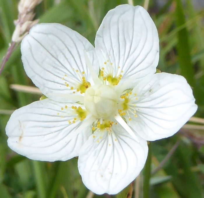 Parnassia palustris L. (bdtfx) par sugar33