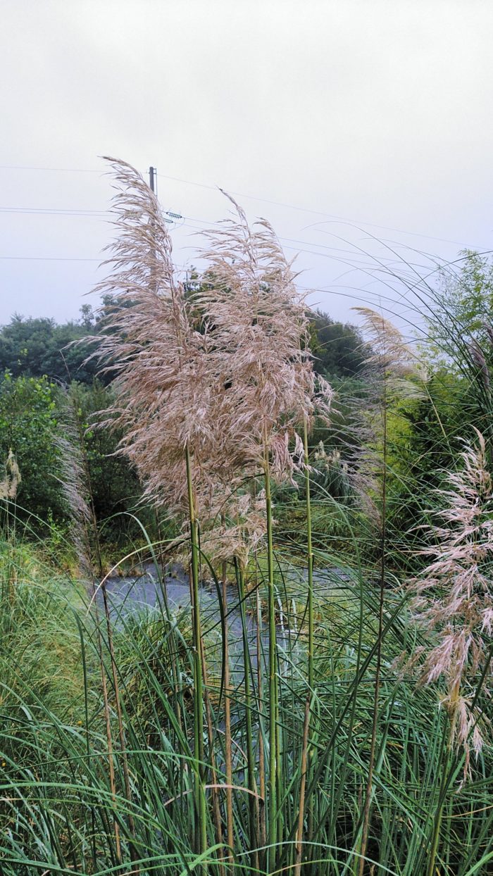 Le CEN de Nouvelle-Aquitaine lutte contre une espèce invasive : l'herbe de la  Pampa – Tela Botanica