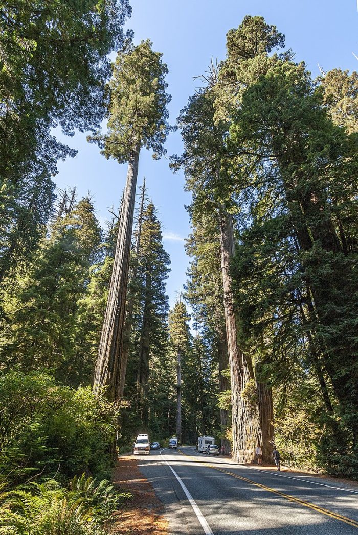 800px-US_199_Redwood_Highway