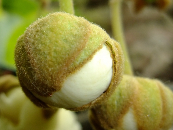 Actinidia deliciosa