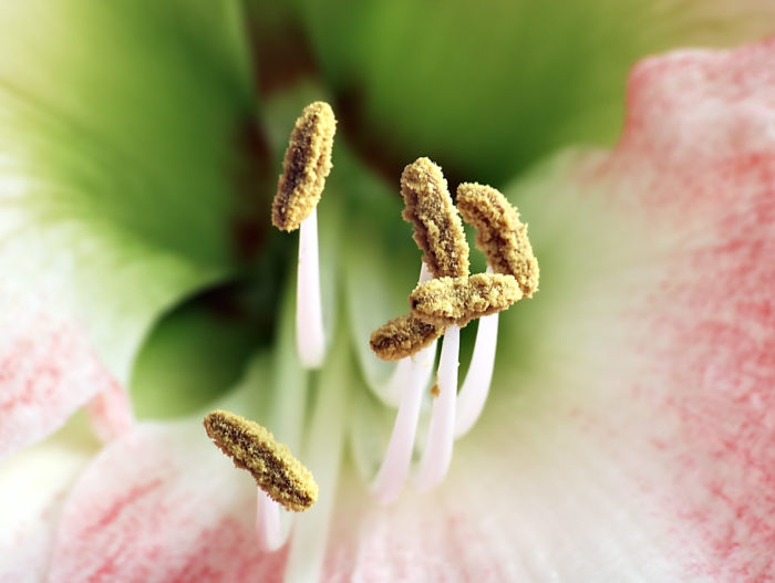 Androcée d'une fleur d'Hippeastrum