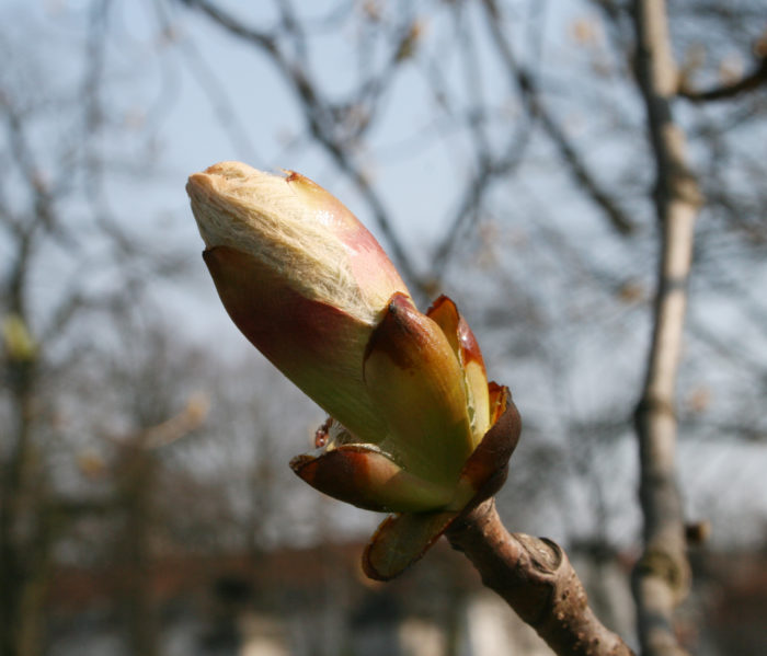 Bourgeon de Aesculus hyppocastanum