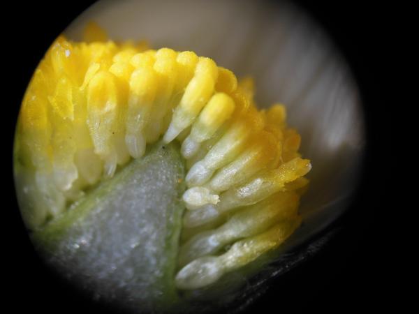 Coupe transversale de Bellis perenis (pâquerette) mettant en évidence le capitule et les fleurs qui le composent.