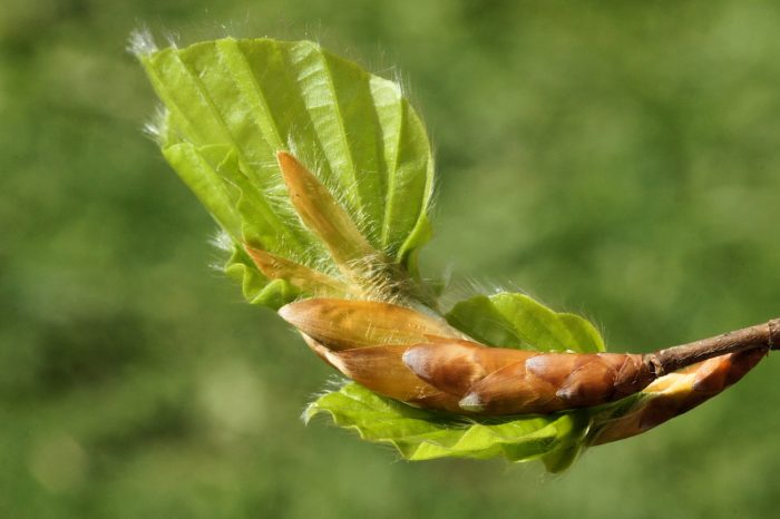 Fagus sylvatica L. [1753] (bdtfx) par liliane Pessotto