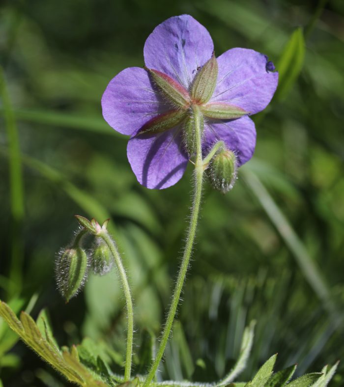 Geranium onoei var. onoei f. alpinum