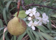 Photo d'un poirier montrant la présence d'une poire à maturité et de fleurs. Illustre une anomalie phénologique