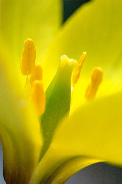 Le carpelle vert en 3 partie au centre de la fleur de Tulipa sylvestris