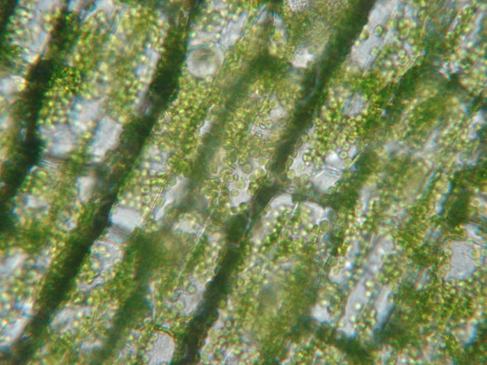 Chlorophylle contenue dans les chloroplastes