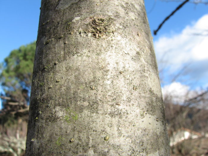 Crataegus monogyna