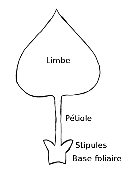 Diagramme montrant les différentes pièces foliaires d'une feuille complète.