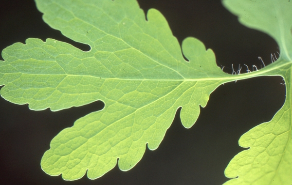 Foliole de Chelidonium majus