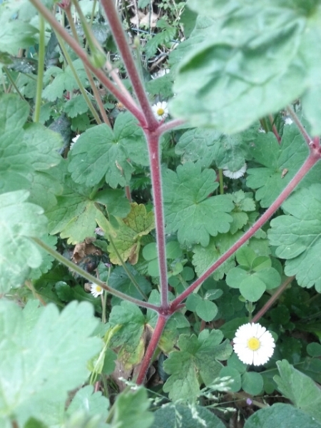 Geranium robertianum