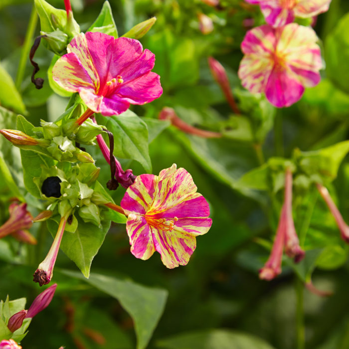 Mirabilis_jalapa_bicolor-IMG_9208