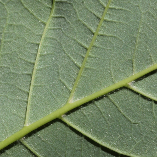 Nervure d'une feuille de Acer pseudoplatanus