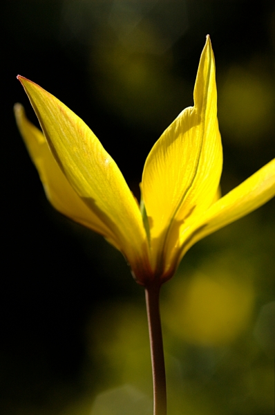 Tulipa sylvestris