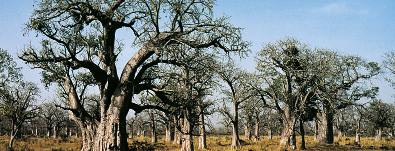 Forêt de Baobabs (Adansonia digitata) Sénégal