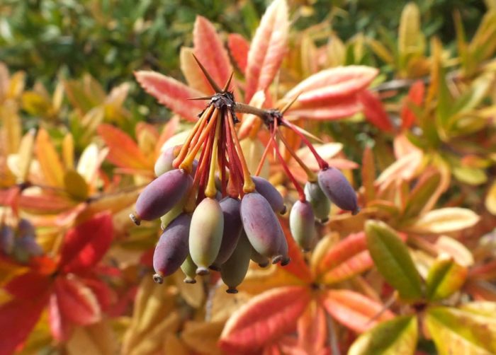 Berberis julianae C.K.Schneid (Autreinconnu) par Chantal NOIR