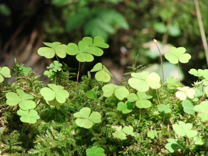 Oxalis acetosella L. [1753] (bdtfx) par Francoise PEYRISSAT