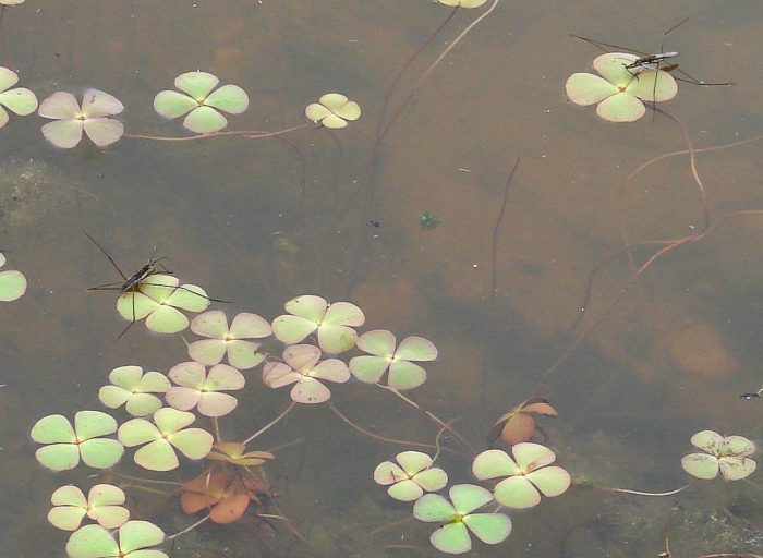 Marsilea quadrifolia L. [1753] (bdtfx) par Françoise Peyrissat