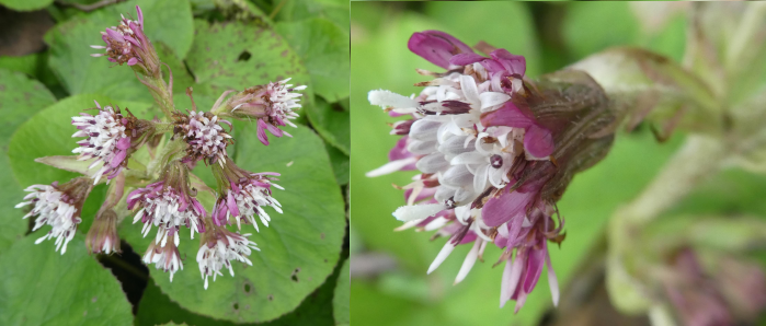 Petasites pyrenaicus (L.) G.López [1986] par sugar33 [CC BY-SA 2.0 FR], via Tela Botanica